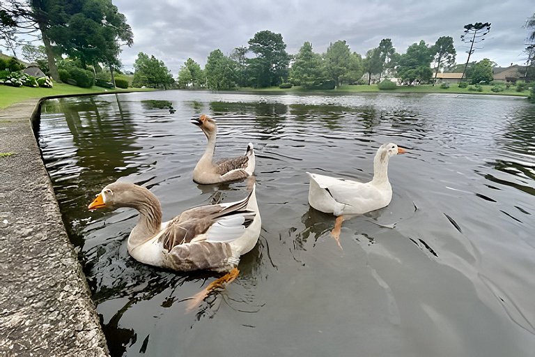 Suíte Refúgio Mountain Village Laje de Pedra